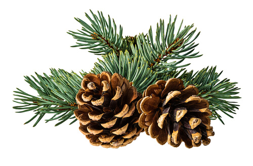 Pine cones