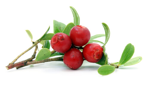 berries and twig