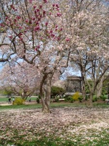 cherry blossoms