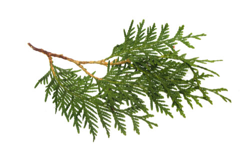 pine branch