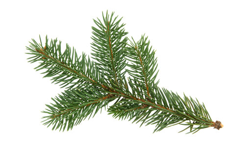 pine tree branch