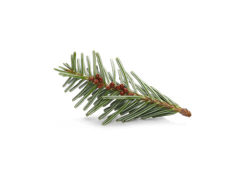 pine